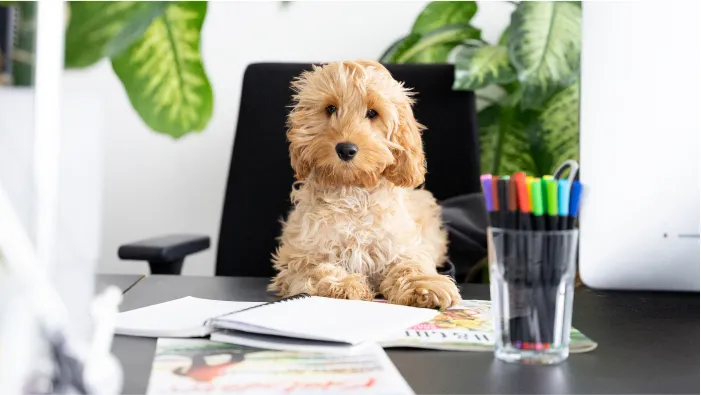 Foto Lillet - offizieller Ehrenhund der Agentur Machbar