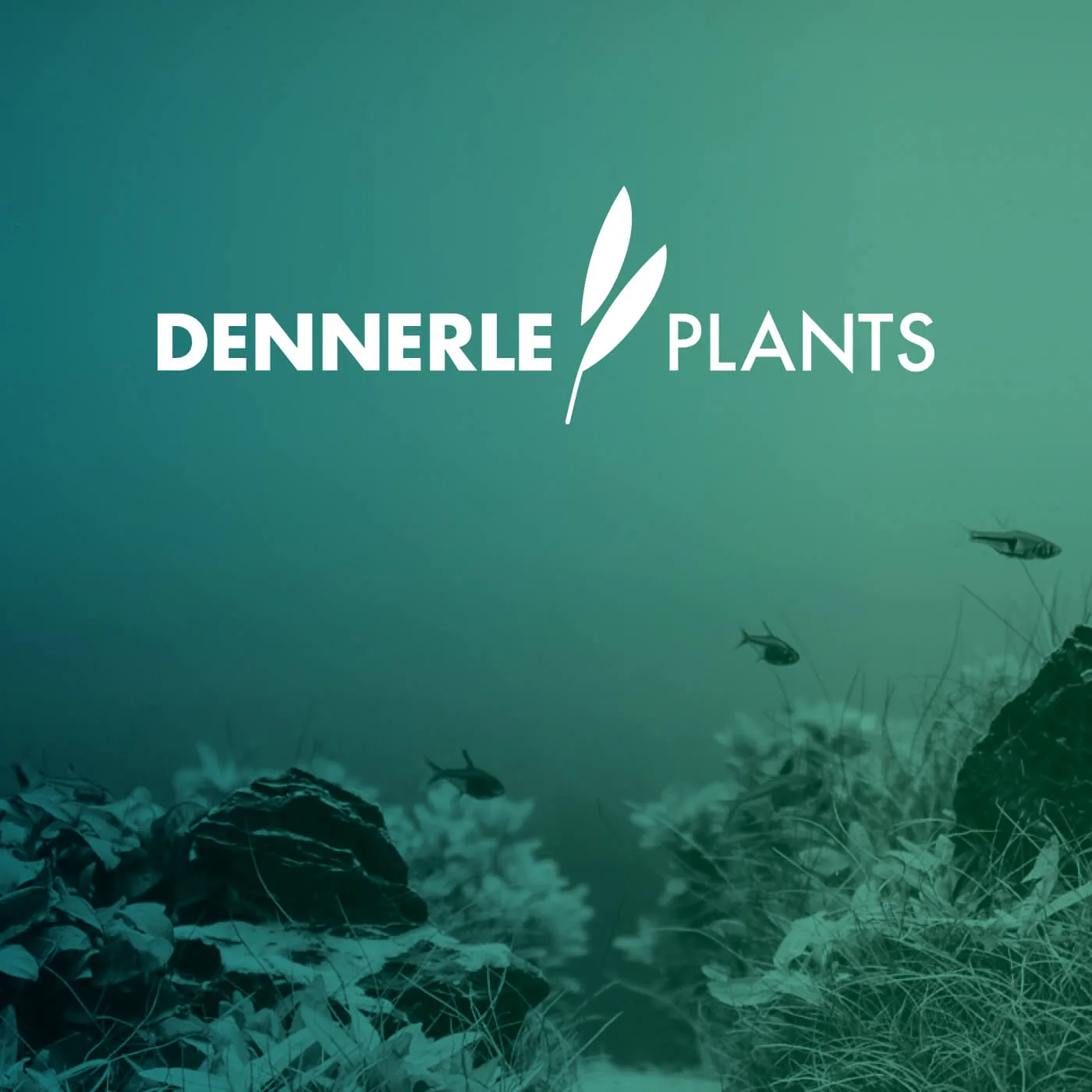 Erscheinungsbild für Dennerle Plants. Logogestaltung: Machbar